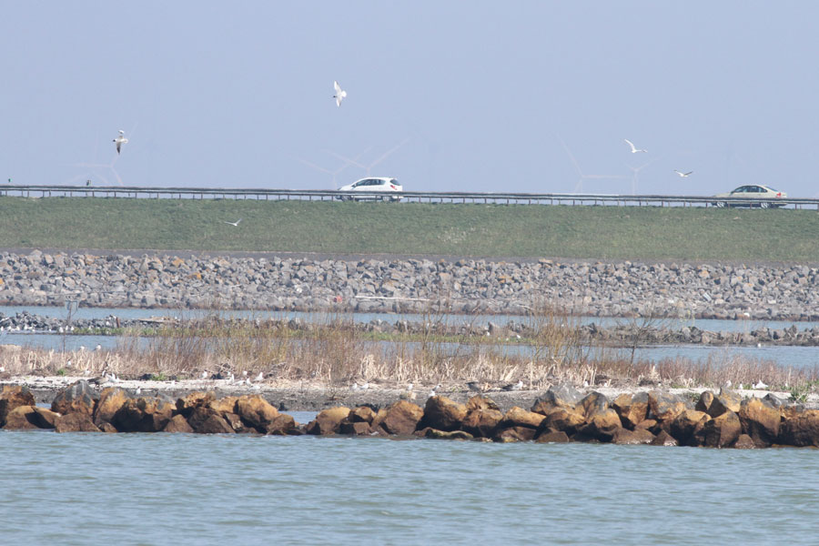 Ierst, op de achtergrond de Houtribdijk